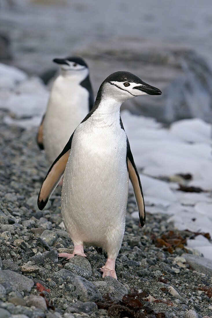 Chinstrap Penguin  Pygoscelis antarcticus). Ronge Island, Antarctica