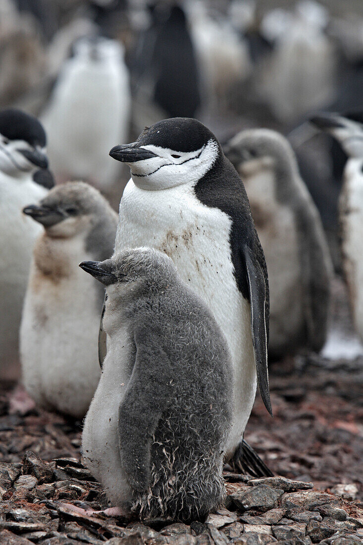 Adelie Penguin  Pygoscelis adeliae). Hannah Point, Livingston Island, South Shetland Islands, Antarctica