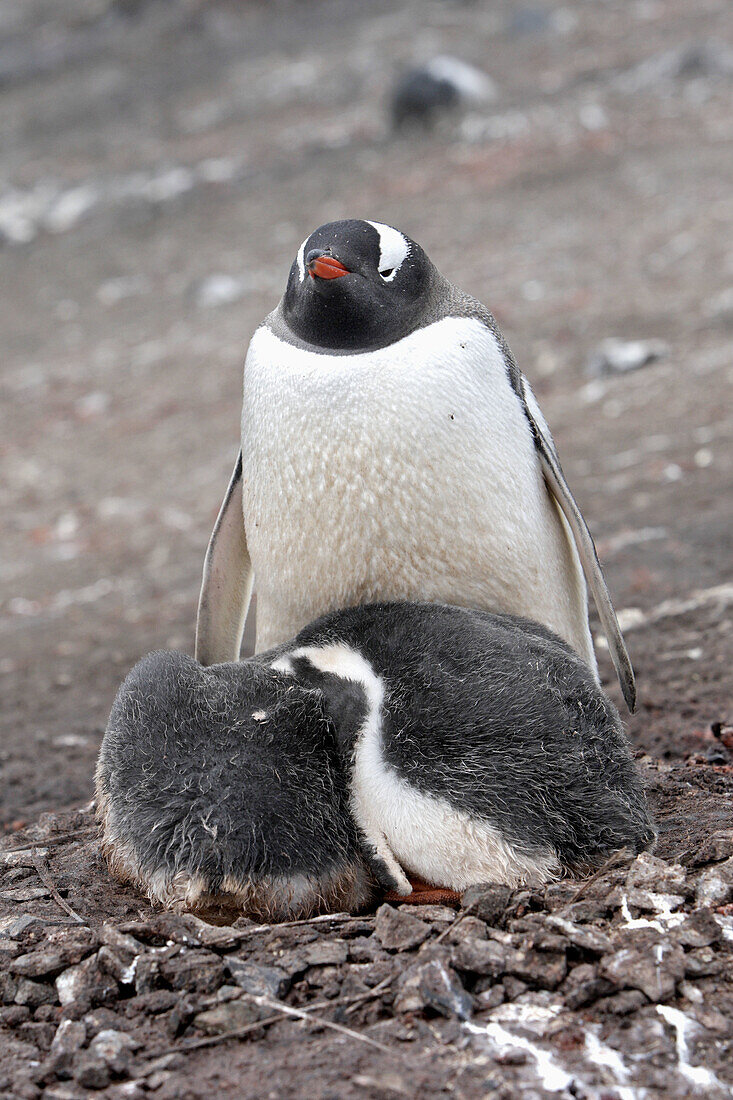 Gentoo Penguin  Pygoscelis papua papua). Hannah Point, Livingston Island, South Shetland Islands, Antarctica