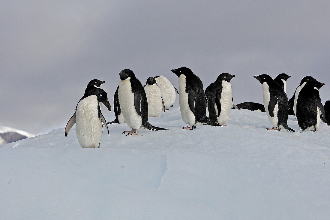 Adelie Penguin  Pygoscelis adeliae) resting on iceberg, Antarctica