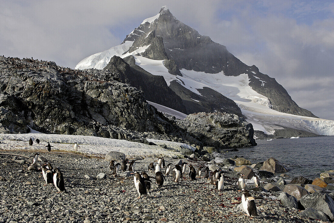 Gentoo Penguin  Pygoscelis papua papua). Ronge Island, Antarctica