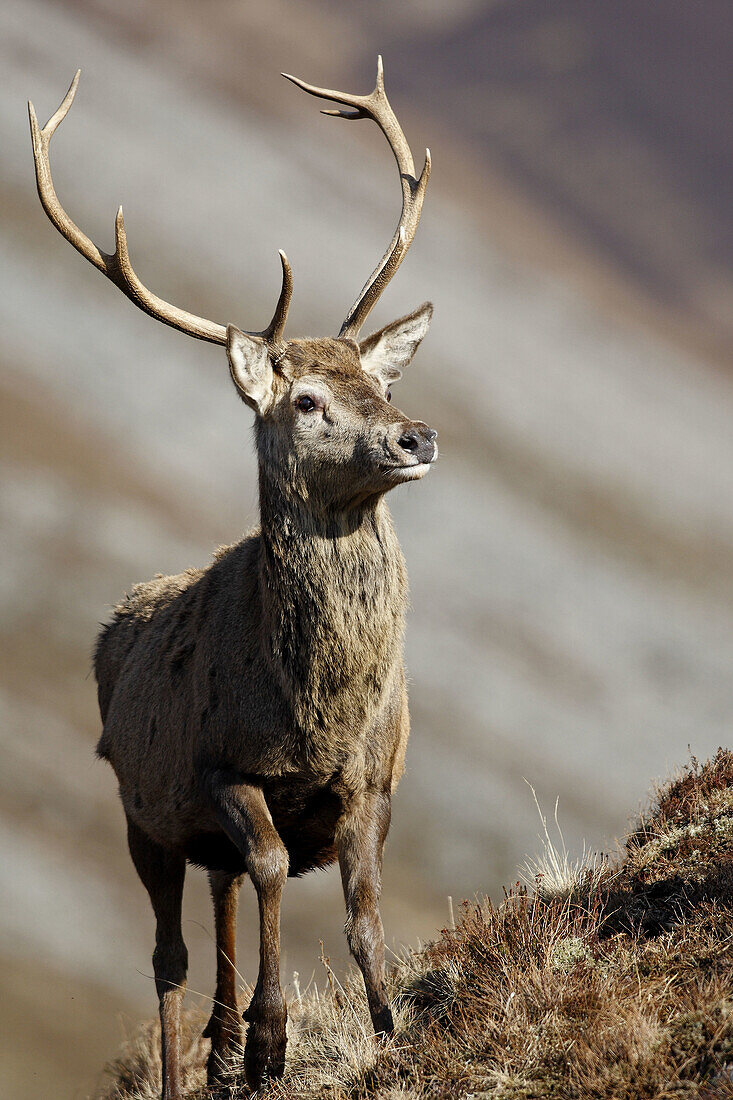 Male Red Deer  Cervus elaphus)