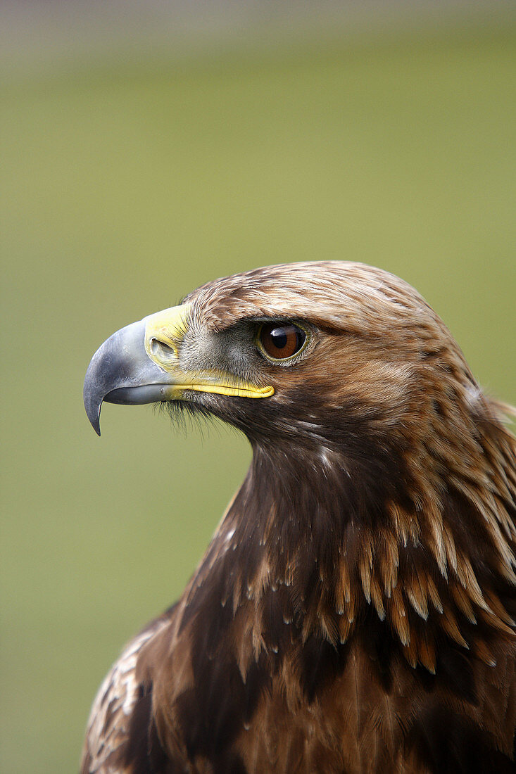 Golden Eagle  Aquila chrysaetos)