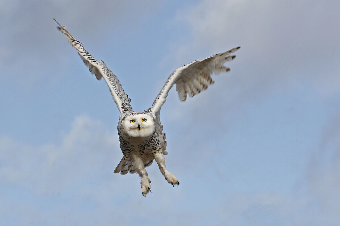 Snowy Owl  Bubo scandiacus)