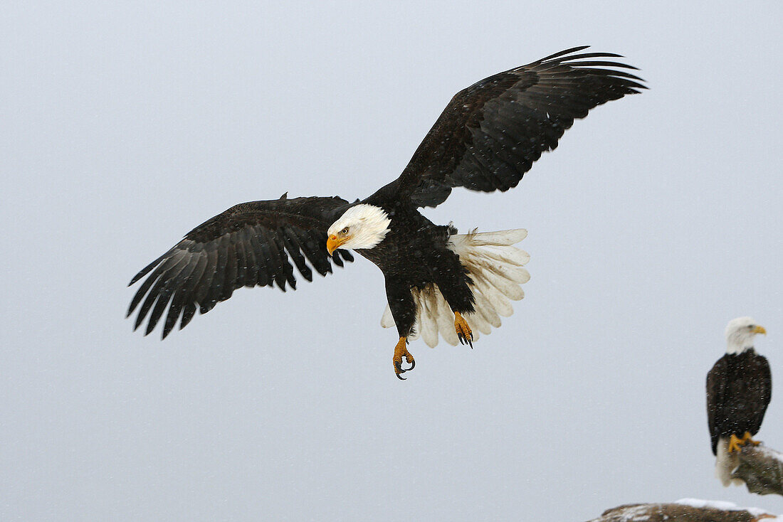 Bald Eagle  Haliaeetus leucocephalus). Alaska, USA