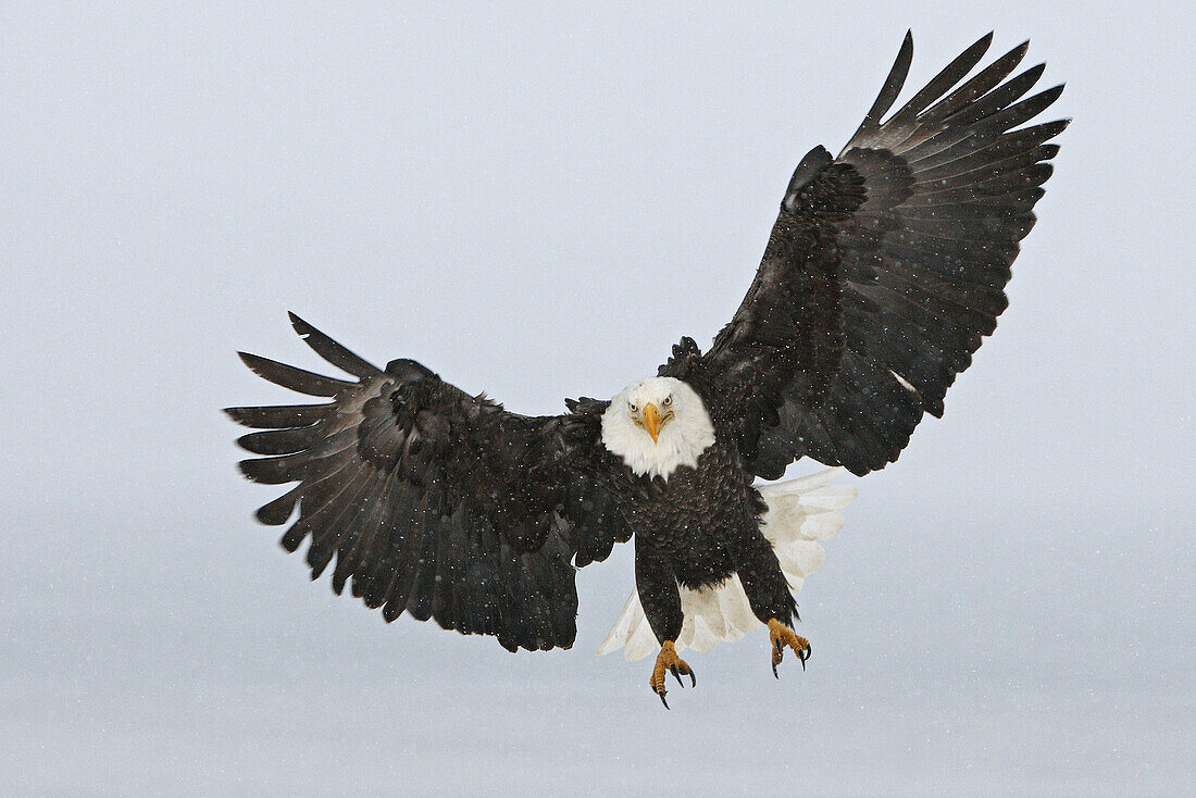 Bald Eagle  Haliaeetus leucocephalus). Alaska, USA