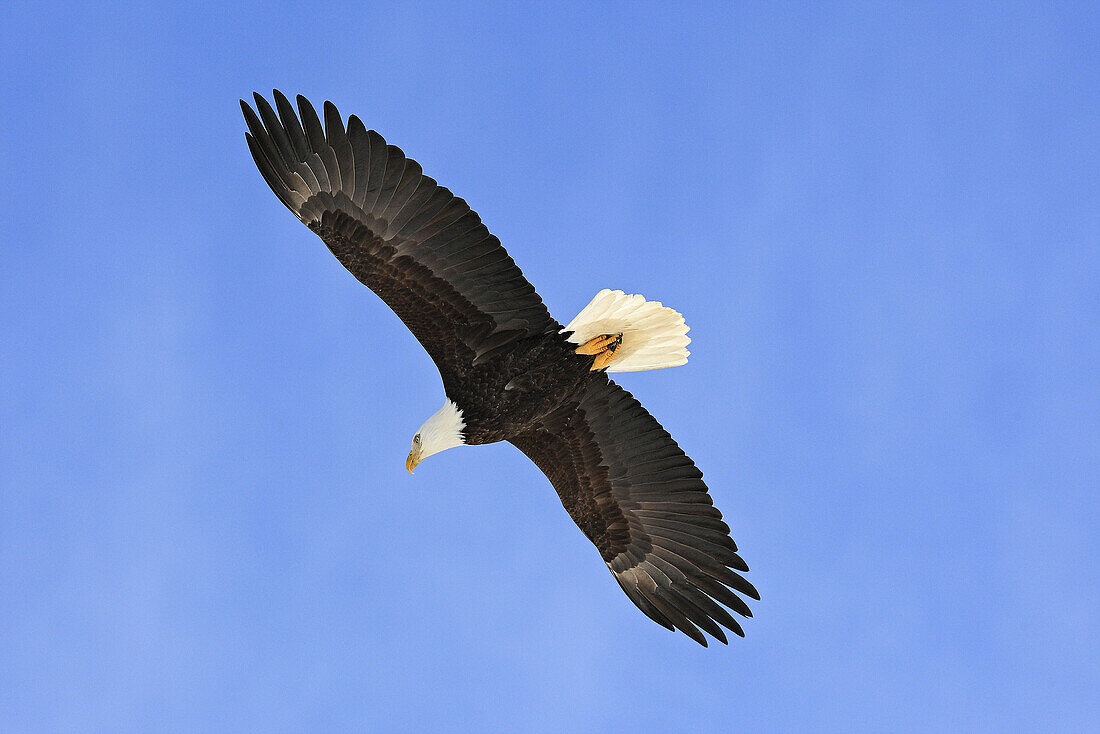 Bald Eagle  Haliaeetus leucocephalus). Alaska, USA