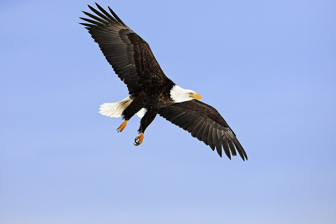 Bald Eagle  Haliaeetus leucocephalus). Alaska, USA