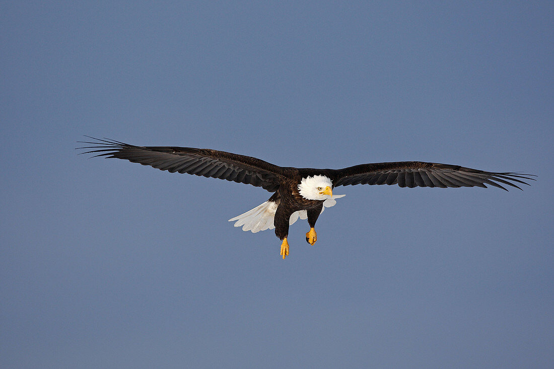 Bald Eagle  Haliaeetus leucocephalus). Alaska, USA