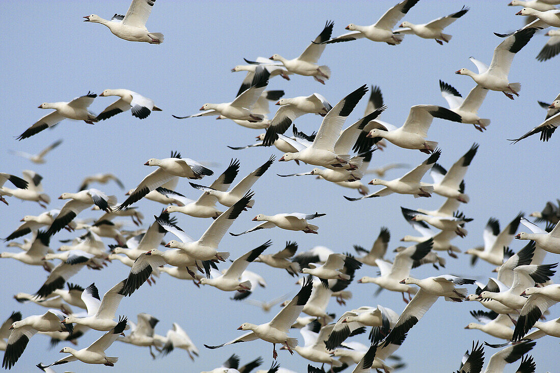 Snow Goose  Chen caerulescens), Bosque del Apache National Wildlife Refuge, New Mexico, USA