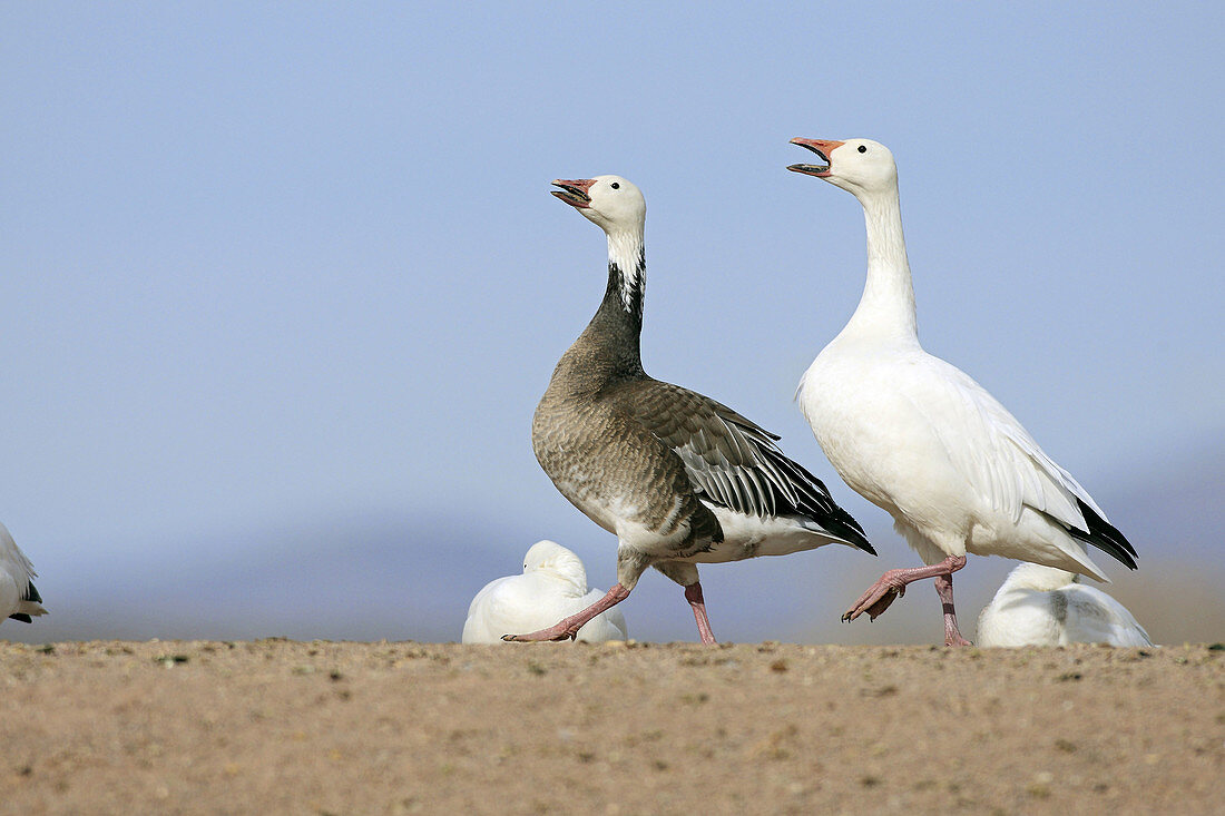 Snow Goose  Chen caerulescens), blue phase, Bosque del Apache National Wildlife Refuge, New Mexico, USA
