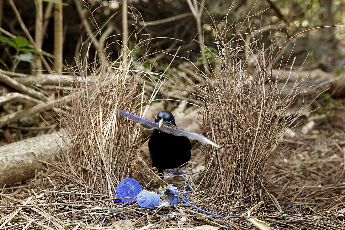 jardinier satine male Satin Bowerbird male Ptilonorhynchus violaceus Order: Passeriformes Family: Ptilonorhynchidae