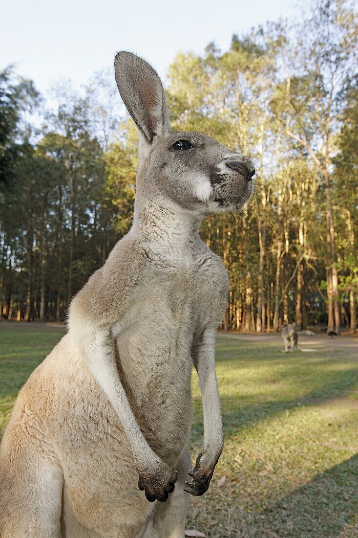 Kangourou gris Grey Kangaroo Macropus … – License image – 70297113 ❘  lookphotos