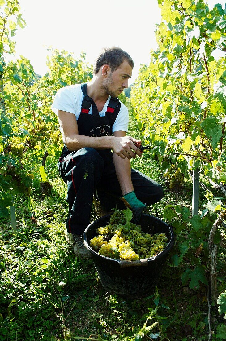 France, Champagne, Champagne bio, vendanges, Avize, Anselme Selosse du Domaine Selosse, vendangeurs en action sur une parcelle du Mesnil sur Oger, coupeurs et porteurs à chacun sa tâche  // France, Champain, Avize, harvest, organic champain, Anselme Selos