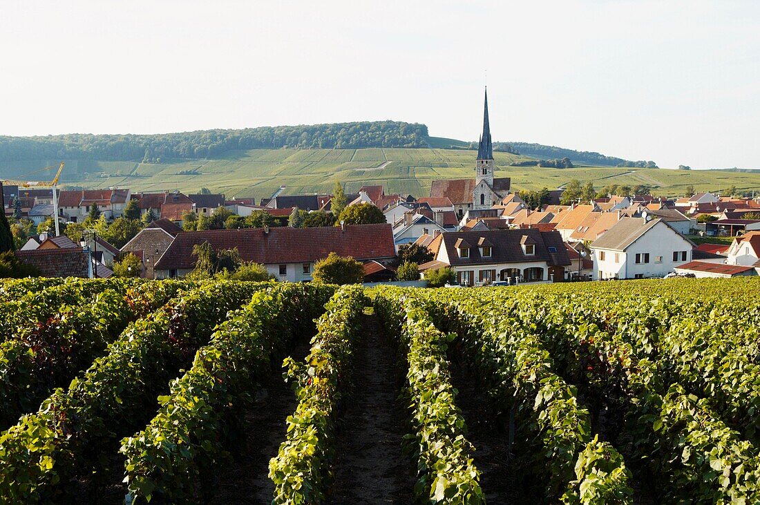 France, Champagne, Champagne bio, vendanges, village et vignobles de Chamery  Montagne de Reims au fond  // France, Champain, Chamery village background, and Reims mountain´s vineyards