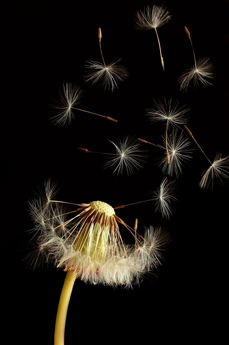 Dandelion clock