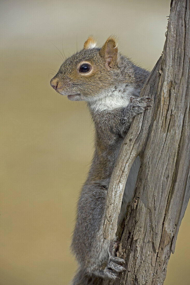 Gary Squirrel  Sciurus carolinensis). New York, USA