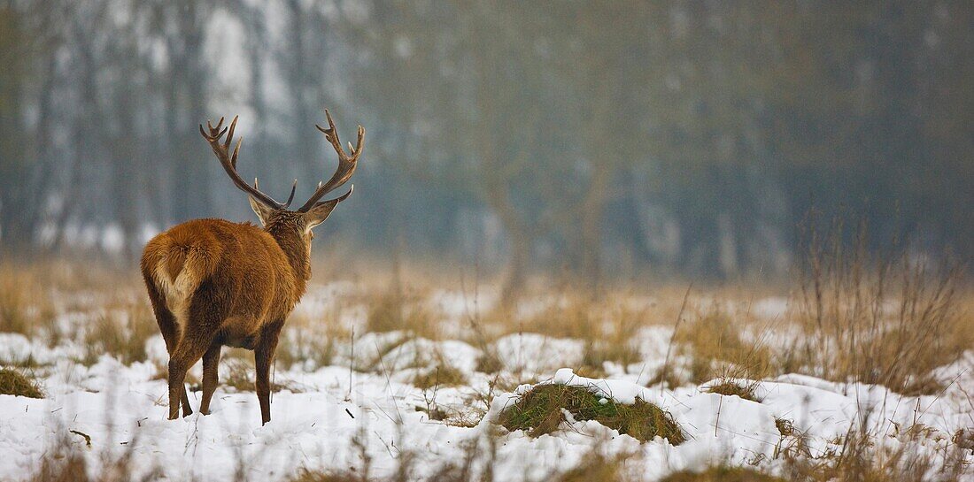 CIERVO COMUN, ROJO O VENADO Cervus elaphus