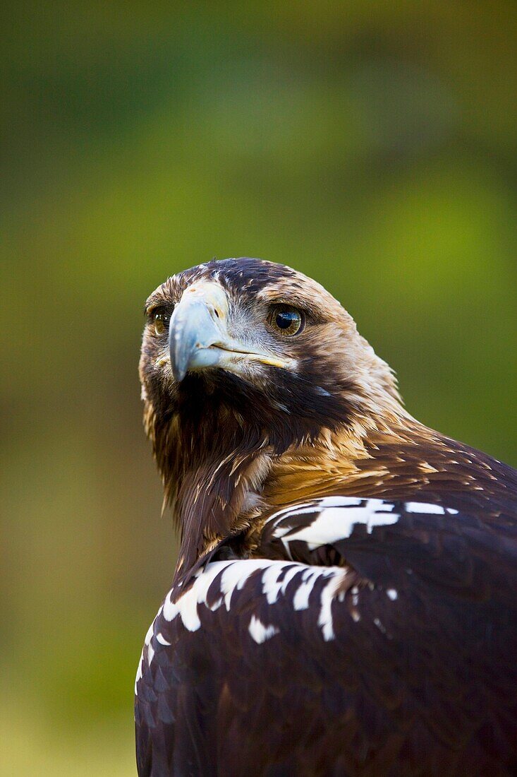 AGUILA IMPERIAL IBERICA Aquila adalberti