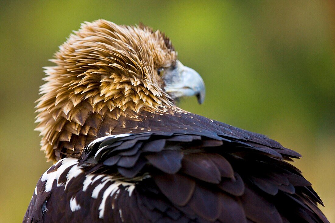 AGUILA IMPERIAL IBERICA Aquila adalberti