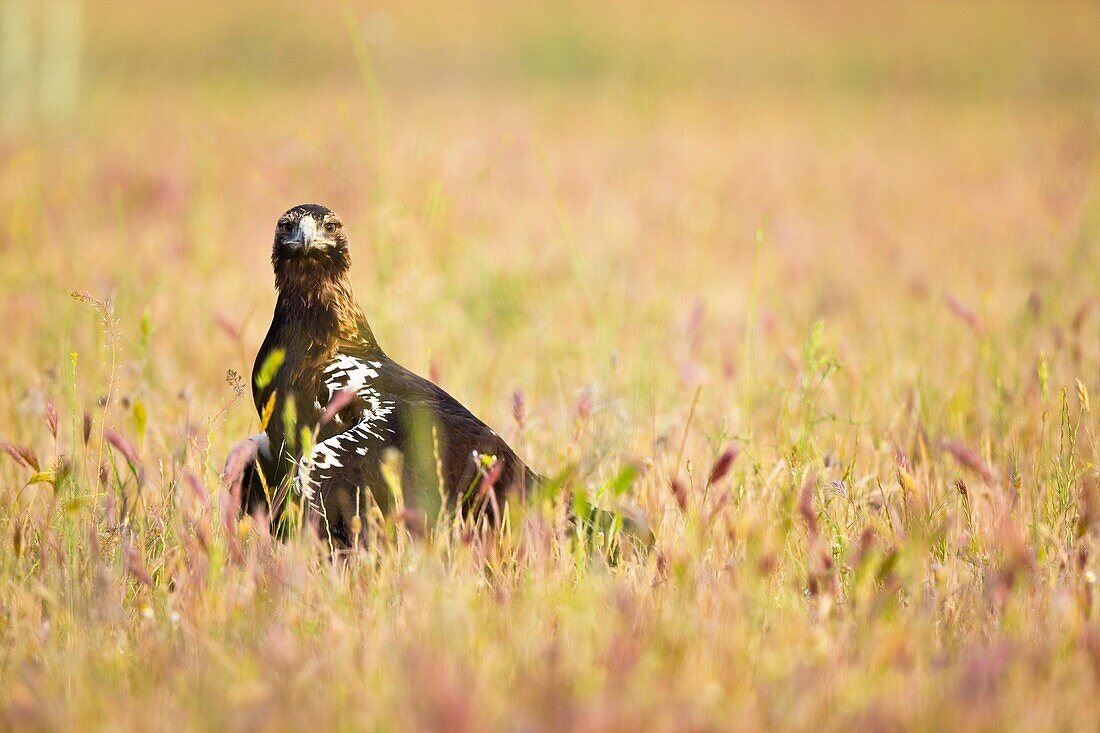 AGUILA IMPERIAL IBERICA Aquila adalberti