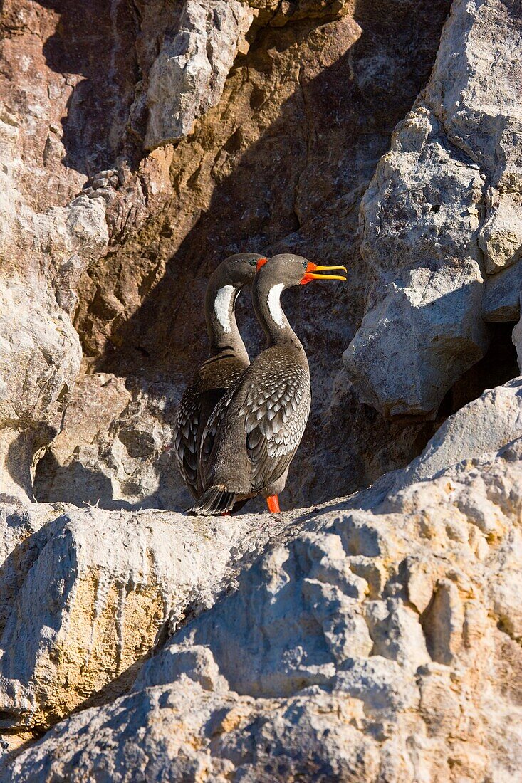 Cormoran gris Phalacrocorax gaimardi, Ria Deseado, Puerto Deseado, Patagonia, Argentina