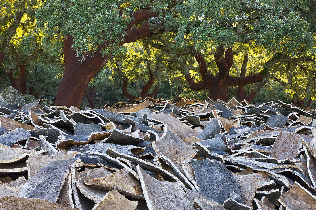 Cork and cork oaks, Los Alcornocales Natural Park, Cadiz province, Andalucia, Spain