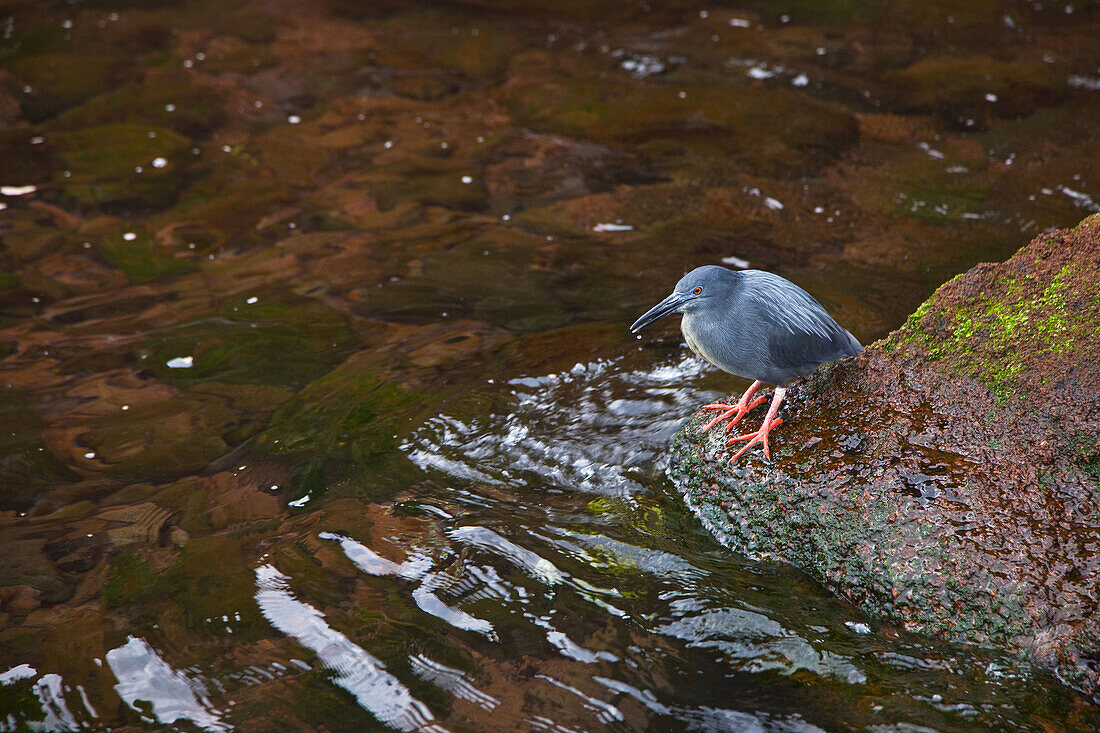 Lava Heron  Butorides sundevalli). Isla Rabida, Galapagos Islands, Ecuador