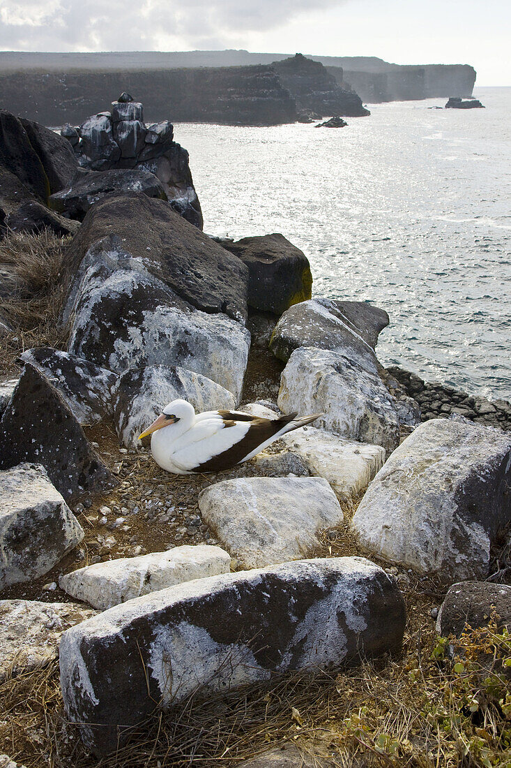 Nazca Booby  Sula granti), Hood Island, Galapagos Islands, Ecuador