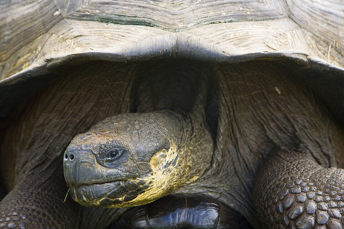 Giant Tortoise. Galapagos Islands, Ecuador
