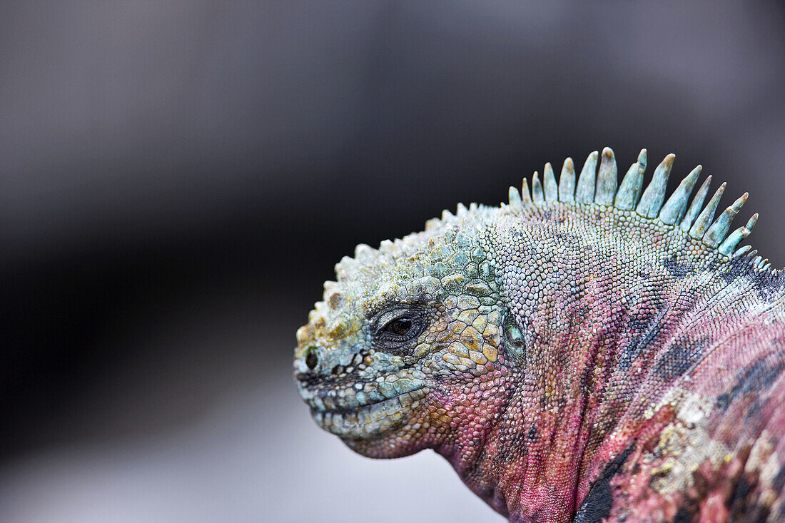 Marine Iguana  Amblyrhynchus cristatus), Hood Island, Galapagos Islands, Ecuador