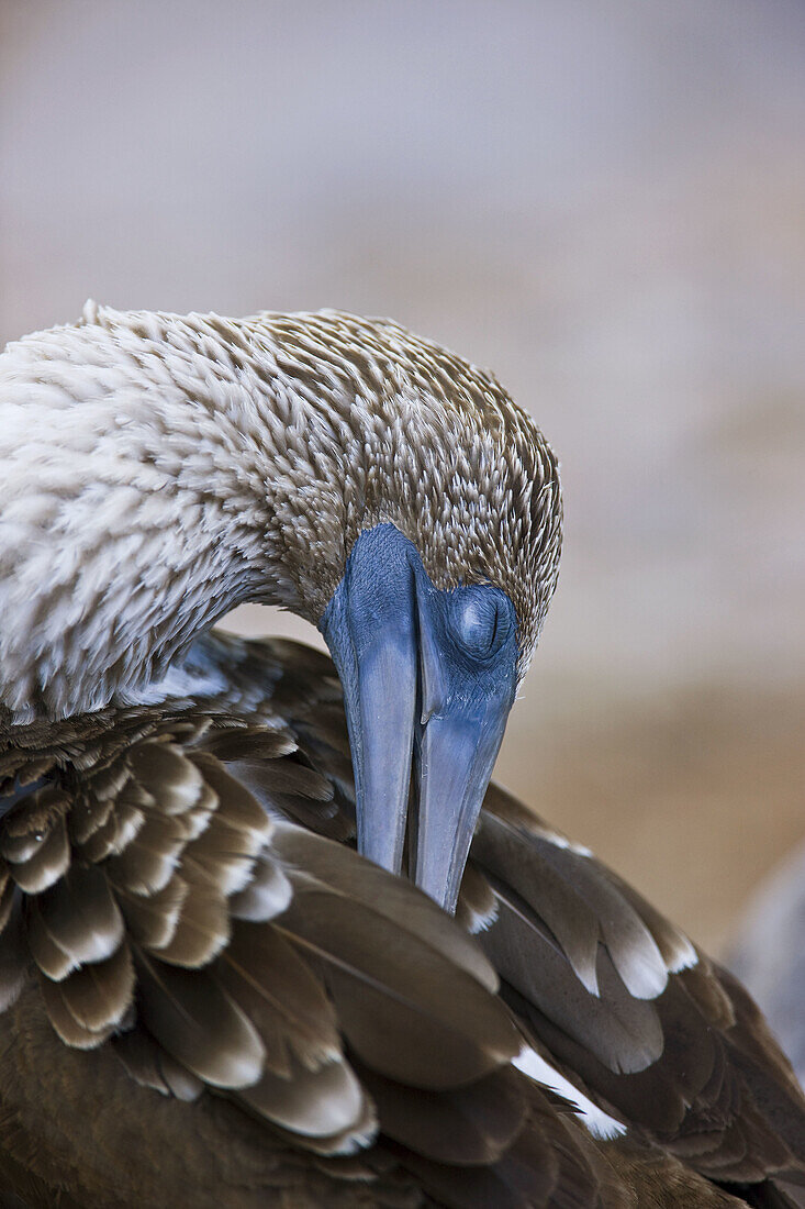 Blue-footed Booby  Sula nebouxii), Hood Island, Galapagos Islands, Ecuador