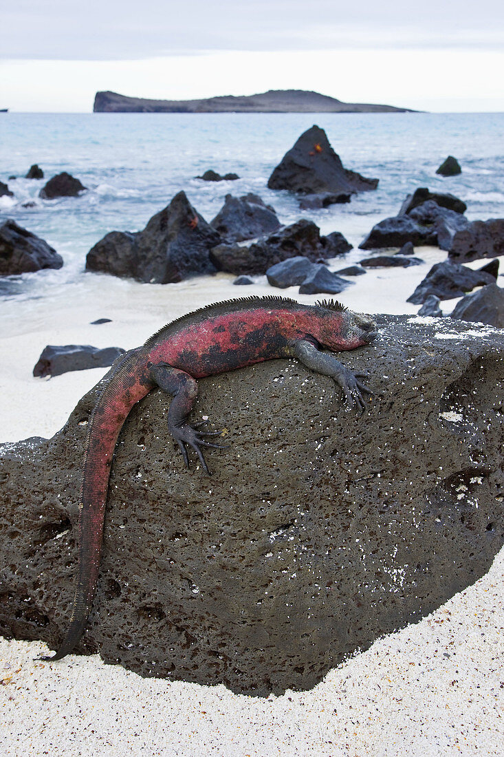 Iguana marina, Isla Española, Islas Galapagos, Ecuador