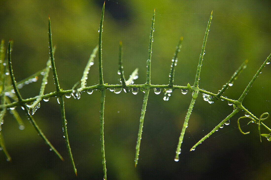 Plant with raindrops, Santa Cruz Island, Galapagos Islands, Ecuador