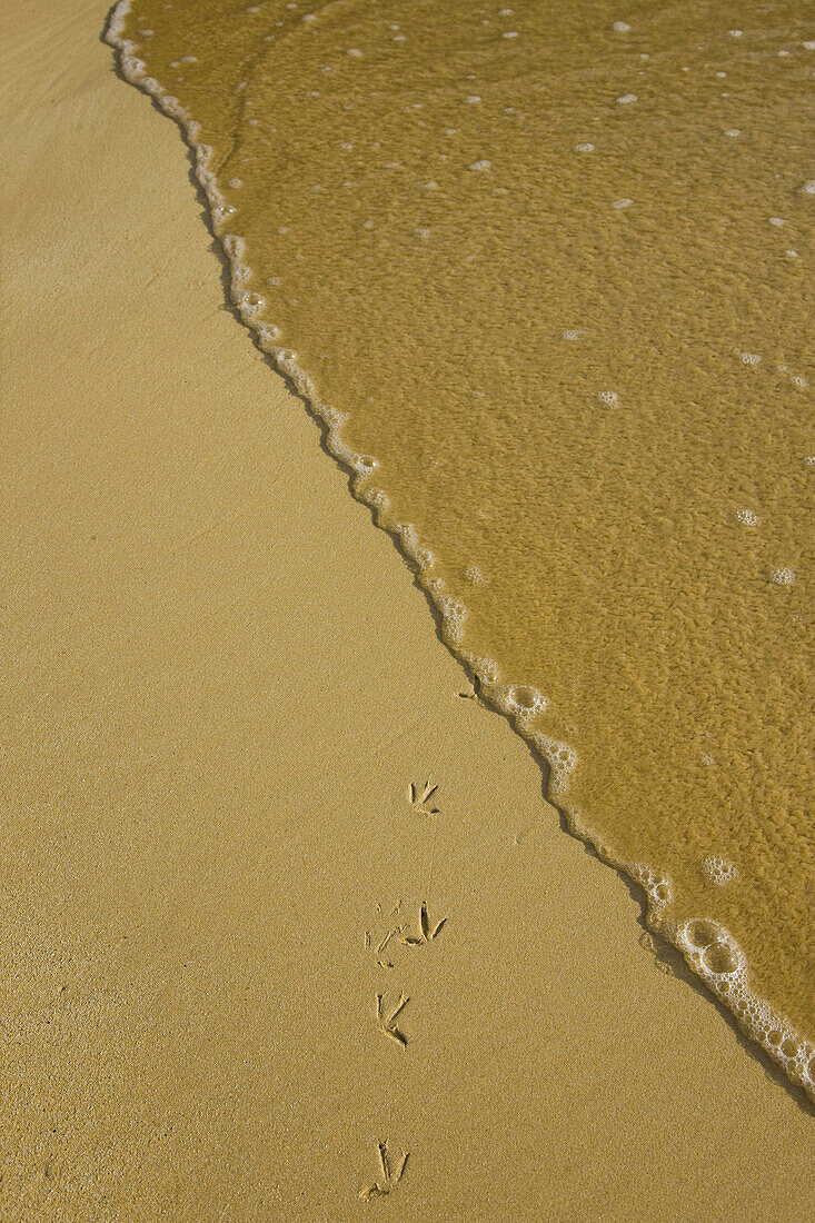 Wader traces on beach, Floreana island, Galapagos Islands, Ecuador