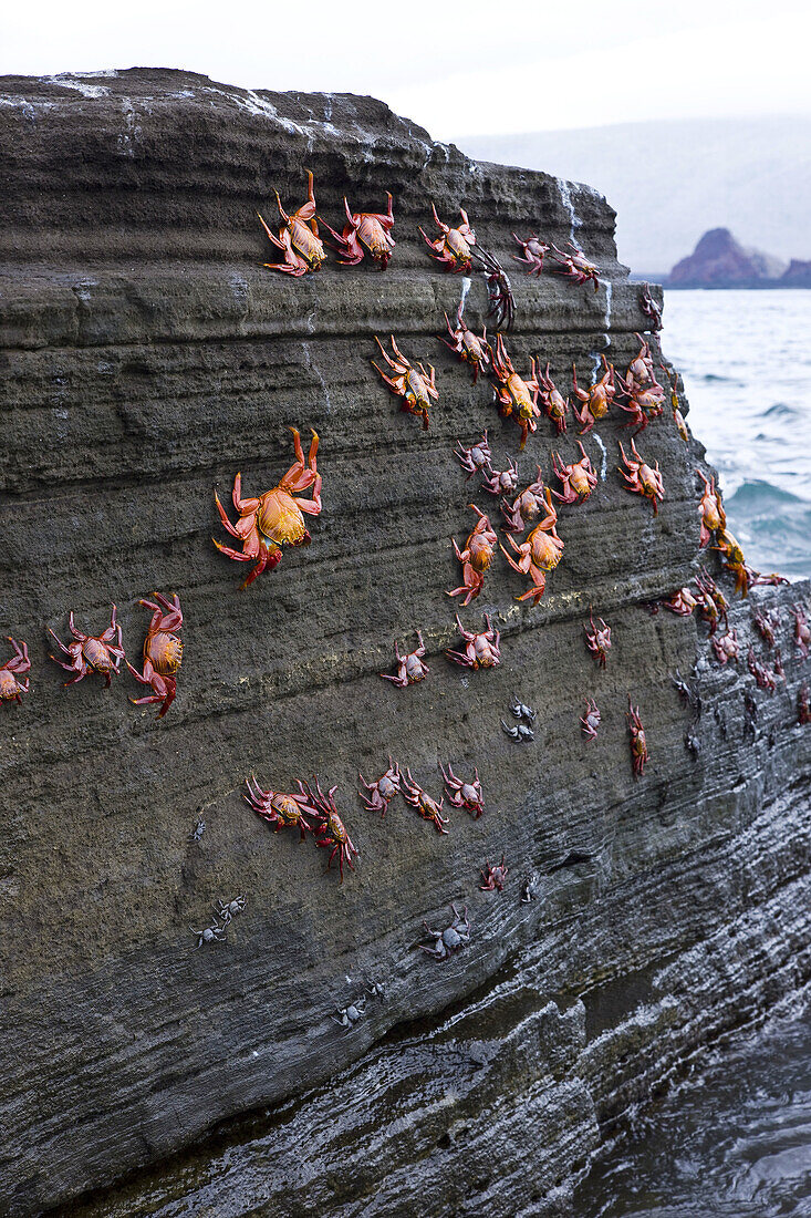 Sally Lightfoot Crab  Grapsus grapsus), Santiago Island, Galapagos Islands, Ecuador