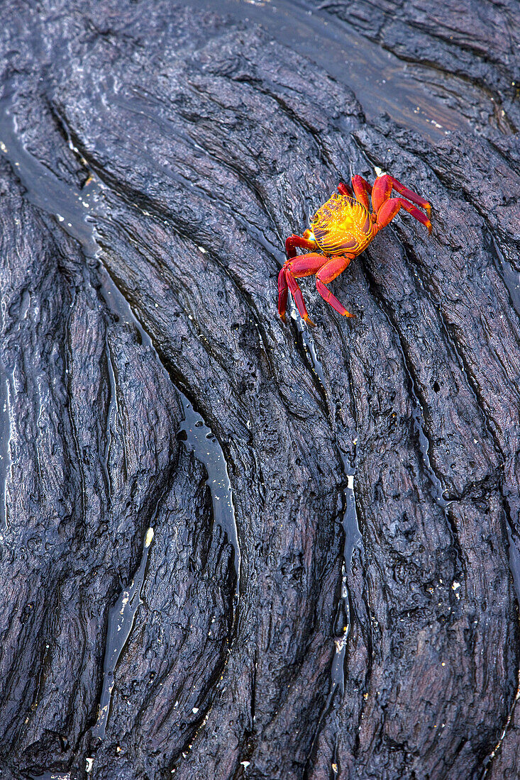 Sally Lightfoot Crab  Grapsus grapsus), Santiago Island, Galapagos Islands, Ecuador