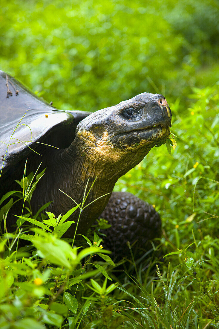 Giant Tortoise in El Chato natural reserve, Finca Primicias, Indefatigable Island, Galapagos Islands, Ecuador