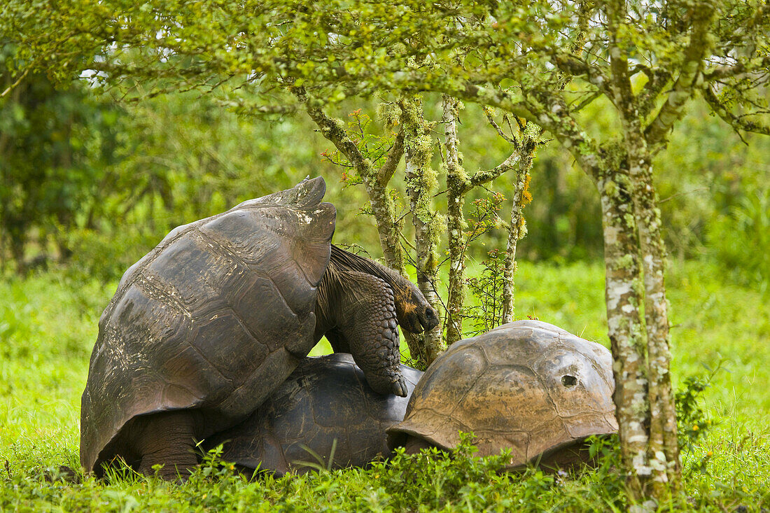 Giant Tortoises in El Chato natural reserve, Finca Primicias, Indefatigable Island, Galapagos Islands, Ecuador