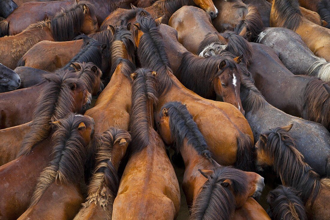 A Rapa das Bestas, Sabucedo, Pontevedra, Galicia