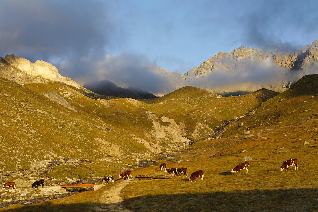 Kühe auf einer Weide, Col Lauson, Nationalpark Gran Paradiso, Aostatal, Italien