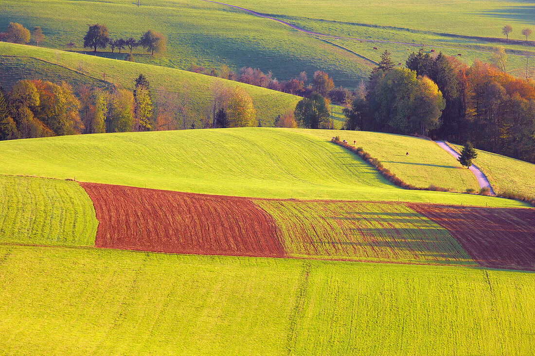 Felder und Wiesen im Herbst, St. Peter, Hochschwarzwald, Baden-Württemberg, Deutschland