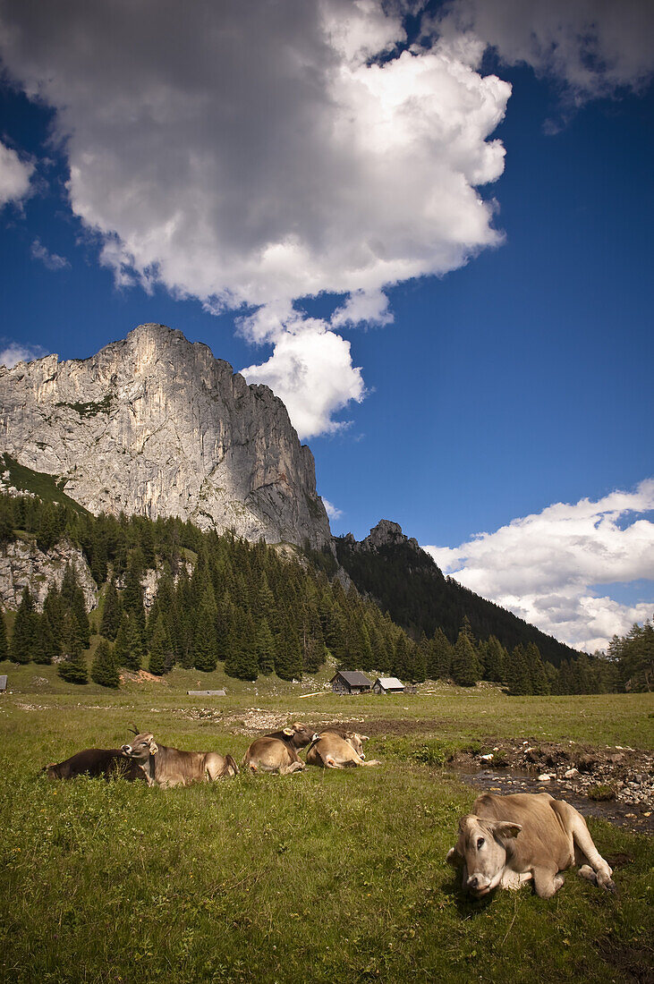 Küche auf einer Wiese, Wurzeralm, Oberösterreich, Österreich