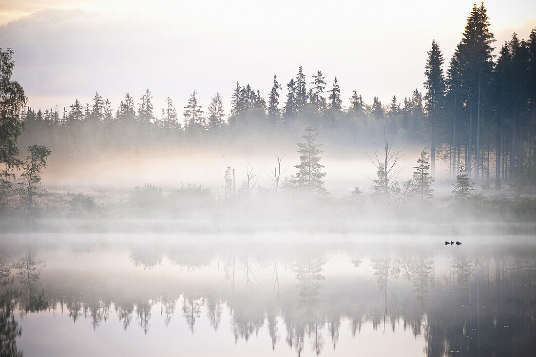 Rubner Pond, Tanner Moor, Muehlviertel, Upper Austria, Austria