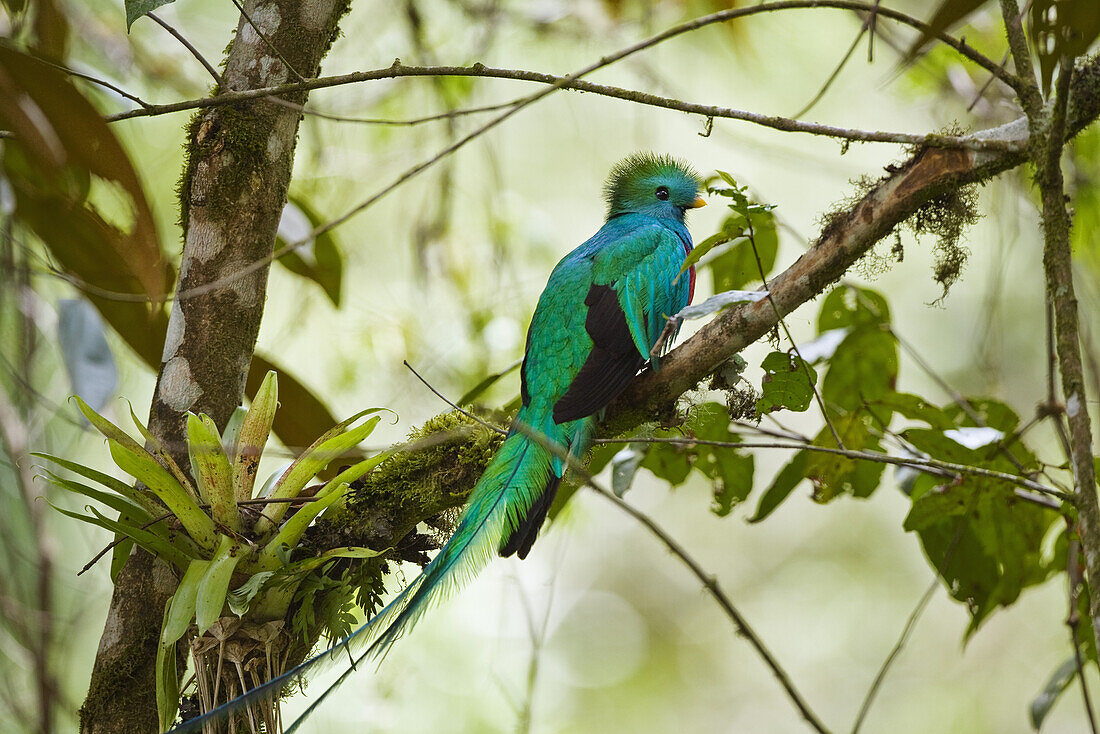 Quetzal Männchen, Pharomachrus mocinno costaricensis, Costa Rica