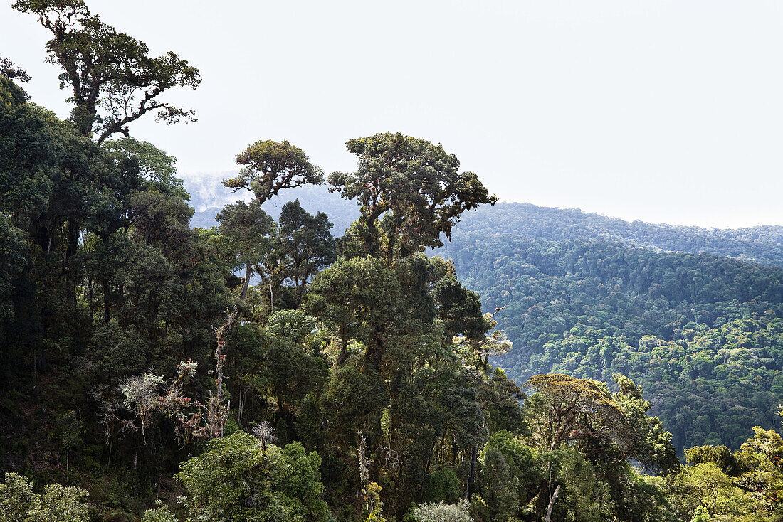 Bergregenwald am Cerro de la muerte, Costa Rica