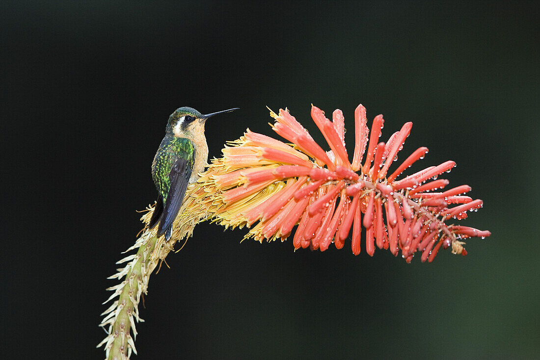 Kolibri, Lampornis castaneoventris cinereicauda, Weibchen an Blüte, Cerro de la Muerte, Costa Rica, Mittelamerika