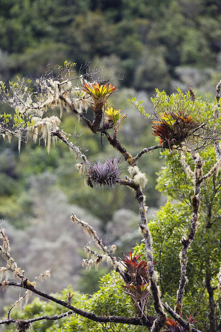 Bromeliads in the mountainous rainforest of Cerro de la muerte, Costa Rica