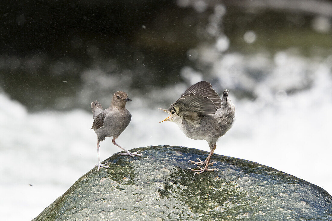 Mexikanische Wasseramsel füttert Jungvogel, Cinclus mexicanus, Costa Rica