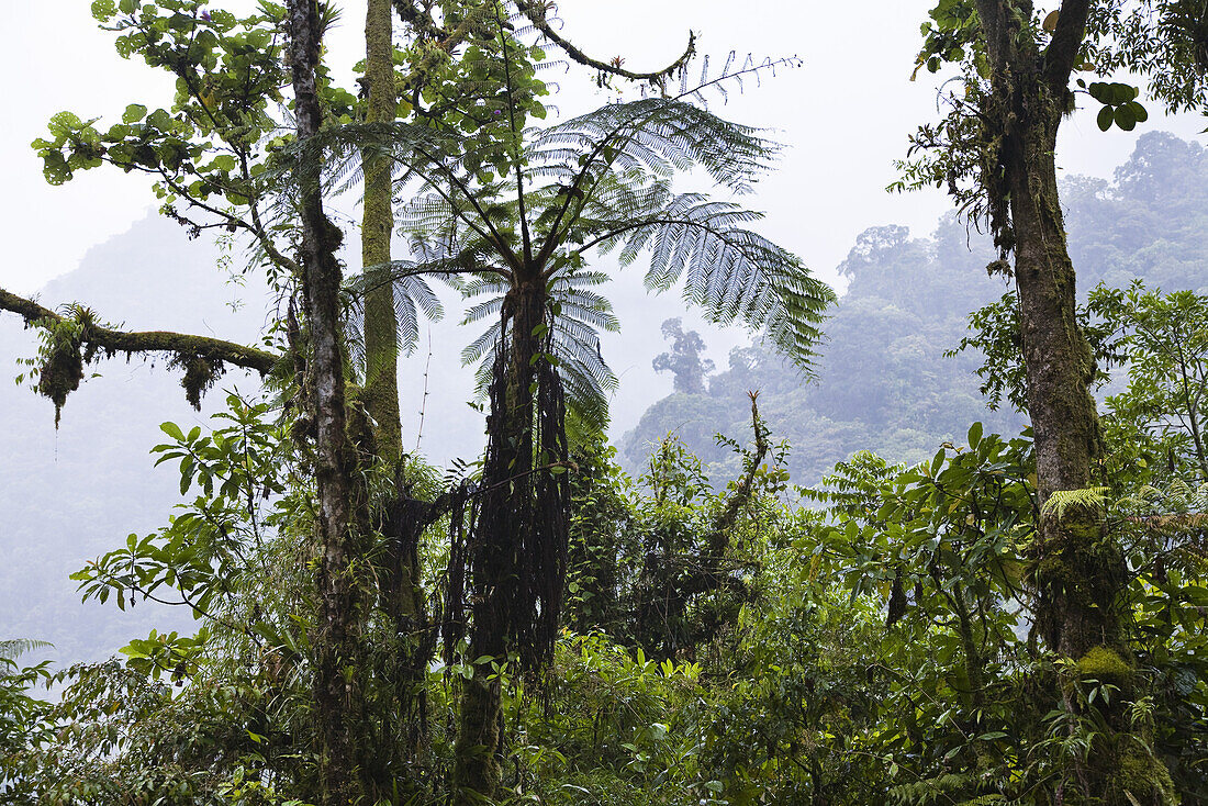 Baumfarn im Bergregenwald, Tapanti Nationalpark, Costa Rica